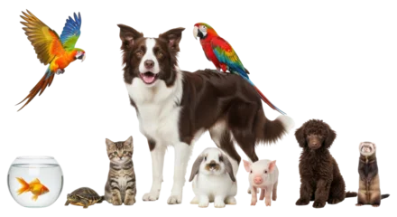Fototapete Rund Papagei Isolated group of pets with fish, turtle, kitten, dog, rabbit, pig, puppy, ferret and two parrots  © Natasha