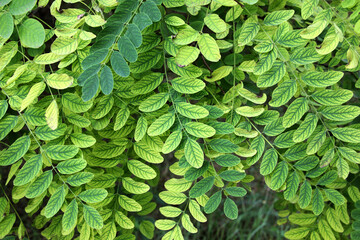 Fototapeta premium White acacia leaves (Robinia pseudoacacia)