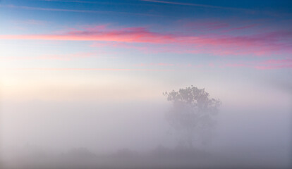 Piękny Barwny Świt z Samotnym Drzewem 
