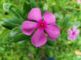 pink flowers in the garden