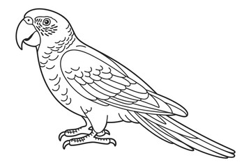Detailed line drawing of a standing parrot