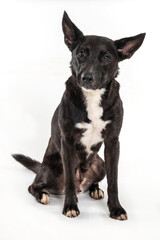 Black dog sitting and looking at the camera on a white background