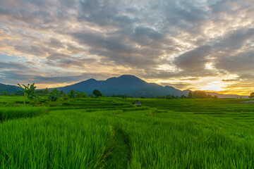 Beautiful morning view indonesia Panorama Landscape paddy fields with beauty color and sky natural light