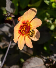 bee on a Dahlia flower