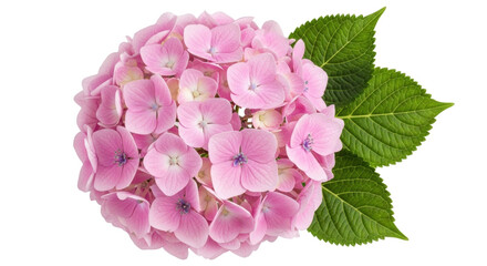 Isolated Pink Hydrangea Blossom with Green Leaves, Blooming Bunch, Delicate Floral Beauty