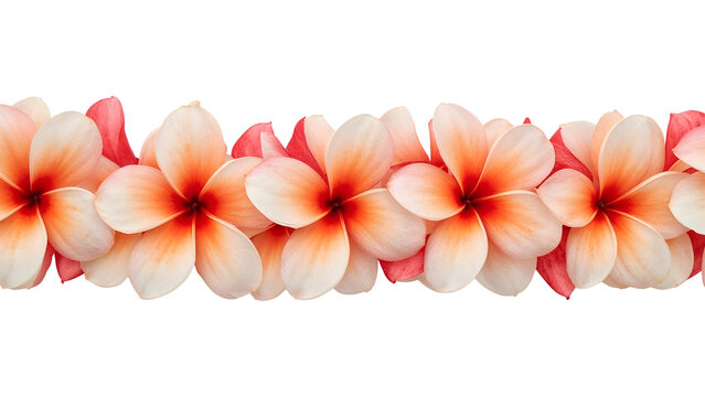 Tropical plumeria flowers border isolated on the transparent background for summer, spa, wellness, hawaiian, and floral decoration themes