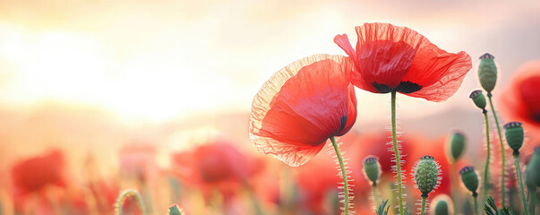 Bright red poppies bloom in field, illuminated by soft sunlight, creating vibrant and lively scene. delicate petals and green stems add to beauty of nature
