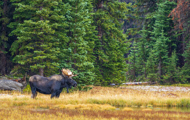 A Bull Moose (Alces Alces) in the forest of Wyoming in a light snow
