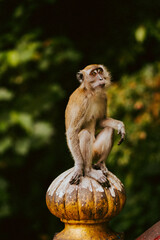 Monkey portrait close up