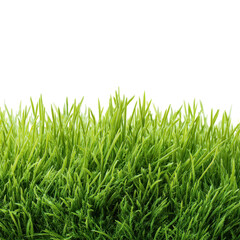Fototapeta premium Green grass growing thickly in a bright, sunny environment perfect for outdoor activities