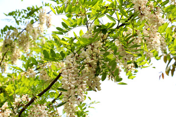 White acacia (Robinia pseudoacacia) blooms in nature