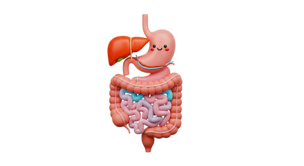 Cute human digestive system isolated on transparent background, a cartoon illustration of healthy internal organs for medical and educational purposes