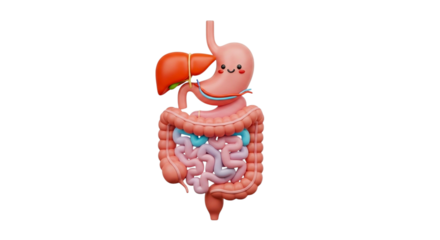 Cute human digestive system isolated on transparent background, a cartoon illustration of healthy internal organs for medical and educational purposes