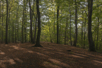 spokojny las bukowy wczesną jesienią 