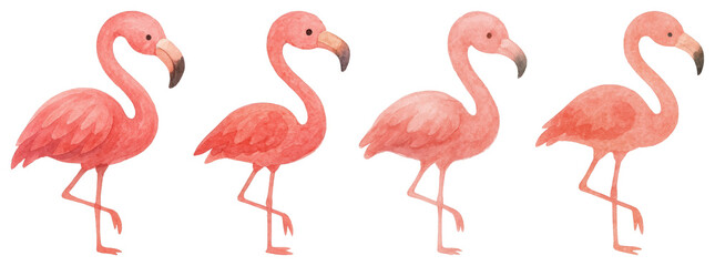 Obraz premium PNG Watercolor flamingos in sequence, element set on transparent background