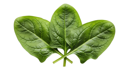Vibrant Trio of Fresh Spinach Leaves on Transparent Background A Verdant Display of Healthy Greens for Culinary Creations and Nutritional Visuals