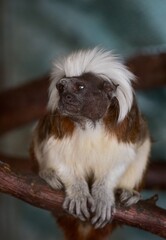 Cotton-top tamarin

