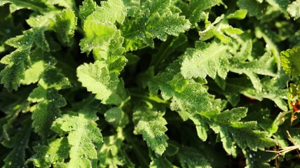 A morning photo of a poppy sprout with dew in cold weather