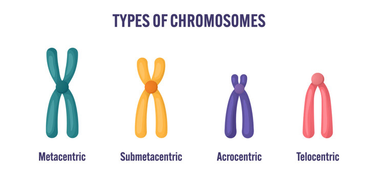Types of chromosomes educational diagram. Metacentric, submetacentric, acrocentric, and telocentric chromosome structure illustration for genetics, biology teaching, classroom posters, and science 