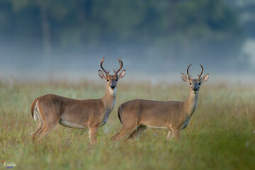 Owner/Operator/Photographer