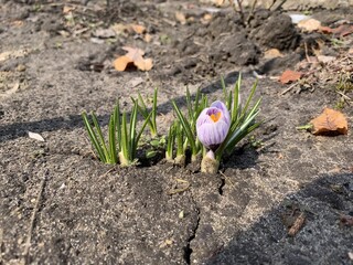 spring crocus flowers