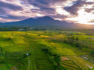 Obraz premium Beautiful morning view indonesia Panorama Landscape paddy fields with beauty color and sky natural light
