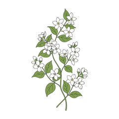 Detailed illustration of white jasmine-like flowers with green leaves on intertwining stems, depicted in a simple line art style on a white background.