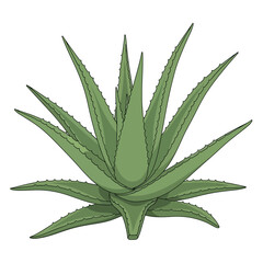 A detailed illustration of a vibrant green aloe vera plant with spiky leaves.