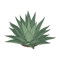 Stylized illustration of a green agave plant with spiky leaves, isolated on a white background, representing desert flora.