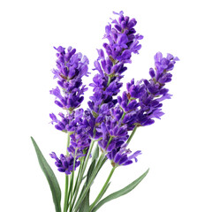 Obraz premium Blooming lavender flowers arranged beautifully in a bouquet