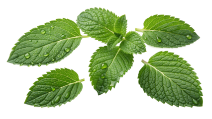 mint leaves isolated on white background