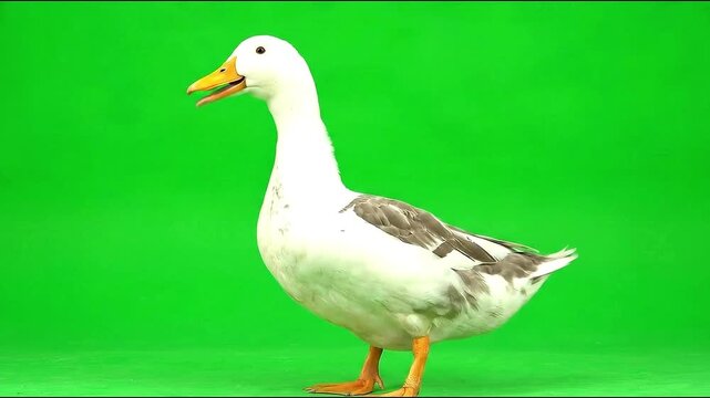 A duck walking and quacking, isolated on a green screen background.
