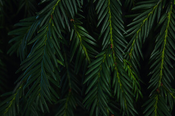 green yew needles, needle-like leaves, evergreen tree,