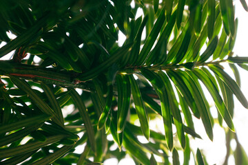 green leaves of a tree