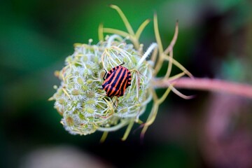 Streifenwanze sitzt auf einer Pflanze