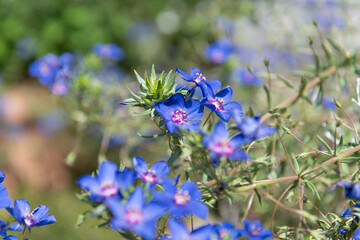 Blue pimpernell (lysimachia monelli) flowers in bloom