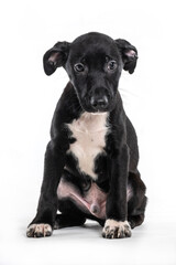 A sad black dog puppy sitting alone on a white background
