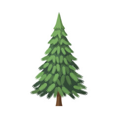 Illustration of a tall, green evergreen tree with a brown trunk, isolated on white.
