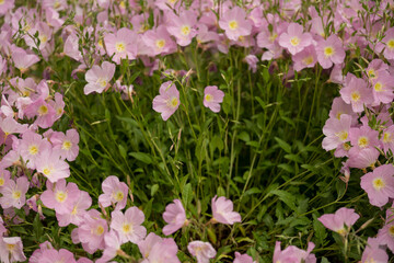The flowers in the image you are Pink Evening Primroses (Oenothera speciosa). Light pink petals...
