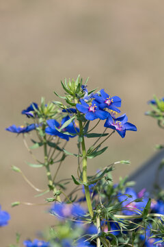 Blue pimpernell (lysimachia monelli) flowers in bloom