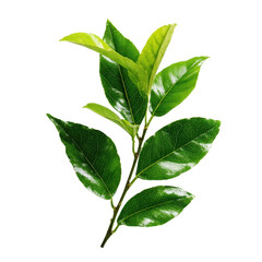 Obraz premium Fresh green leaves on a branch with vibrant colors representing nature in springtime