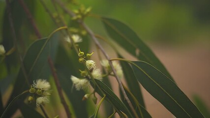 Eucalyptus branches in soft focus. Flower.natural plants and flowers. Photo of eucalyptus tree flowers and seeds.4kEucalyptus's leaves moving in the wind, close up	
