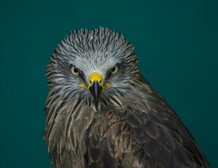 bird of prey