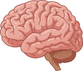 Detailed human brain anatomy side view medical knowledge and science discovery visual flat design vector illustration white background