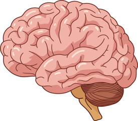 Detailed human brain anatomy showing cerebrum cerebellum and brainstem for medical education and science flat design vector illustration white background