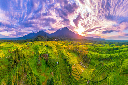 Beautiful morning view indonesia Panorama Landscape paddy fields with beauty color and sky natural light