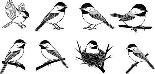 Chickadee bird illustrations, perched posture, flying stance, nesting behavior, small songbirds, detailed feathers, wildlife species, nature artwork set © Iqbal creative 