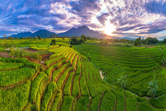 Beautiful morning view indonesia Panorama Landscape paddy fields with beauty color and sky natural light