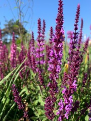 Obraz premium sage flowers in the garden