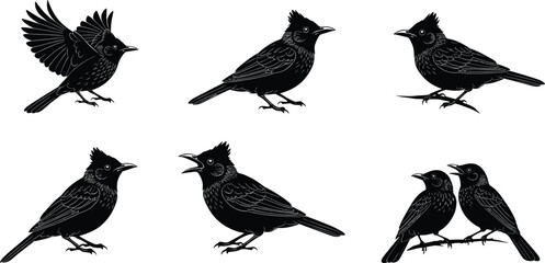 Crested bird silhouettes, perched posture, flying stance, singing call, paired birds, branch resting, wildlife motion, nature illustration set